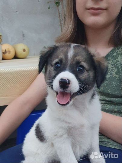 Щенок в добрые руки бесплатно