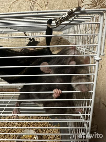 Крысы с клеткой