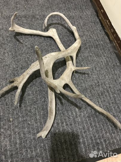 Продам рога оленя