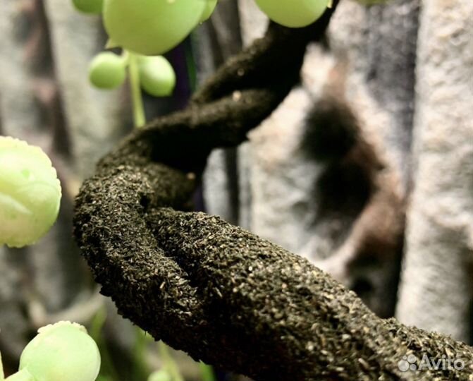 Лиана Exo-Terra Jungle Vine