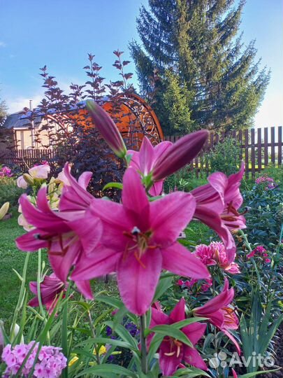 Лилия, лилейник