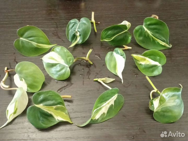 Эпипремнум, филодендрон