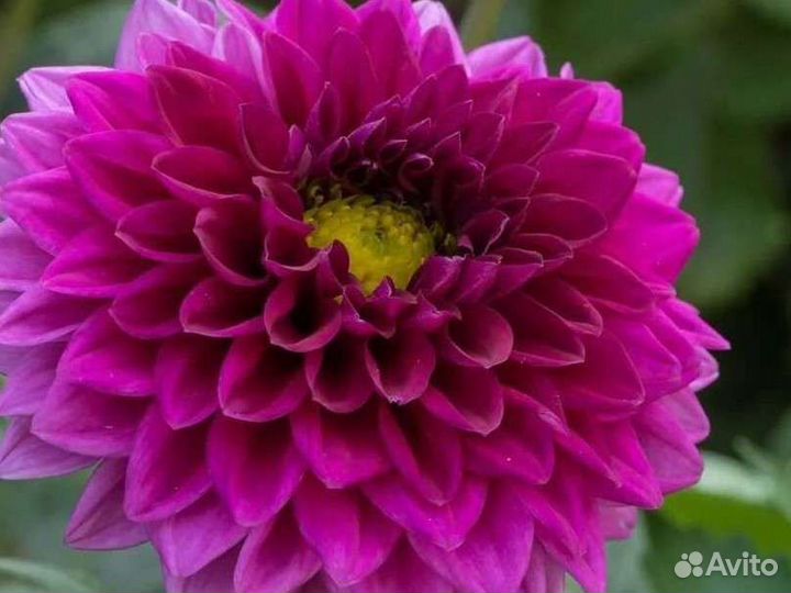 Корни георгин