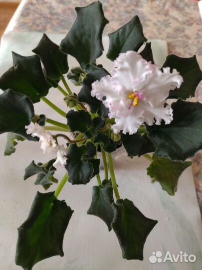 Цветущие фиалки