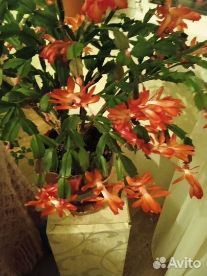 Продам цветы комнатные