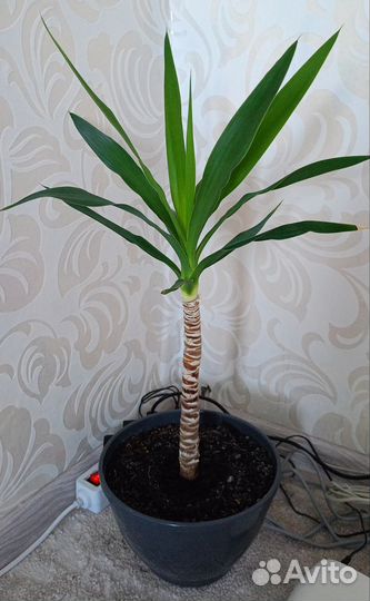 Пальма юкка