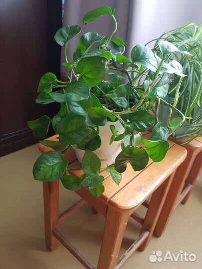 Сциндапсус, хлорофитум