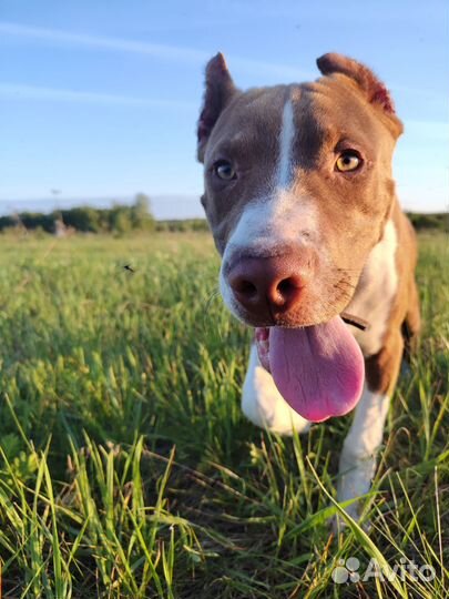 Питбуль кобель