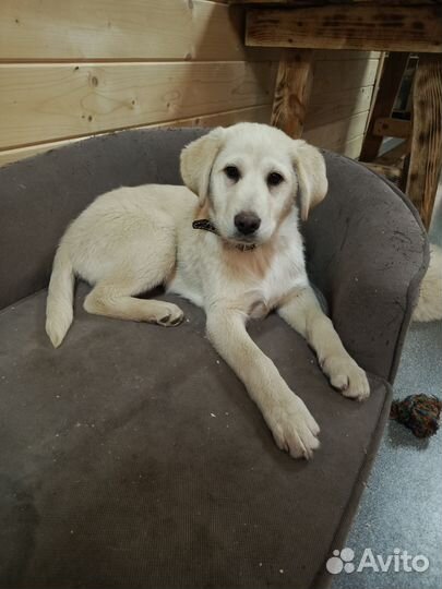 Щенок в добрые руки