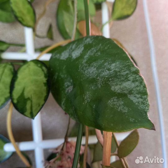 Хойи сортовые