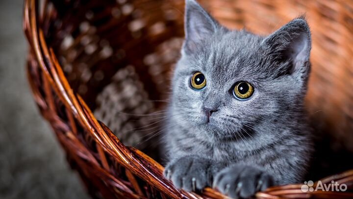 Передержка кошек