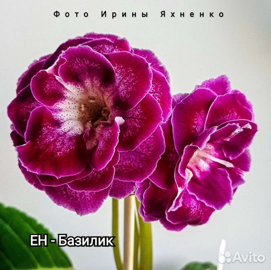 Глоксинии сортовые махровые