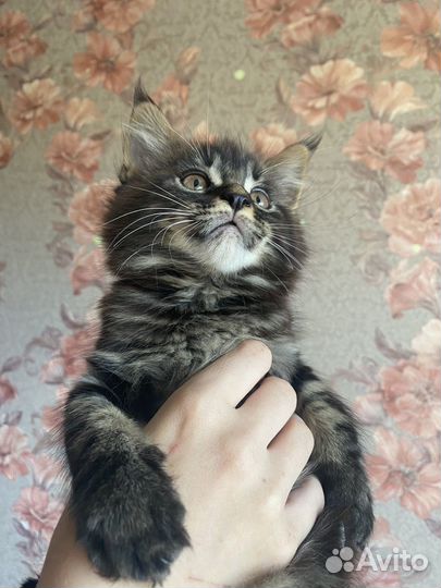Кошечка Мейн-кун