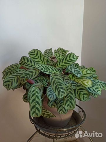 Комнатные растения