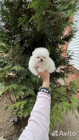 Померанский шпиц крошка на ладошке