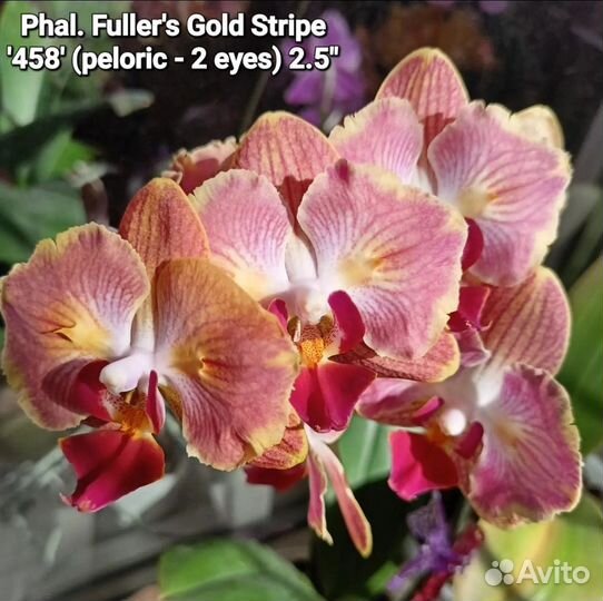 Фаленопсис бабочка