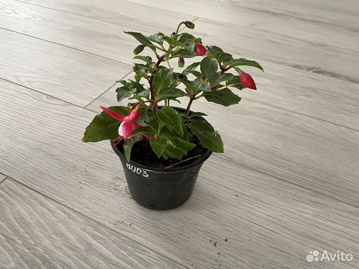 Черенки вегетативных цветов