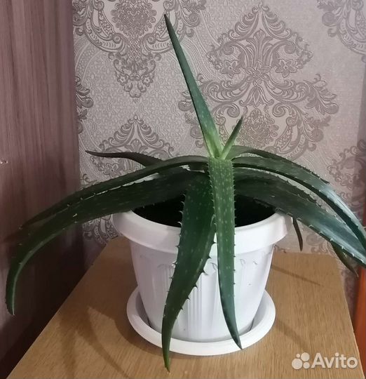 Алоэ Вера 3 летний