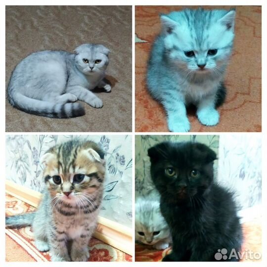 Шотландские котята вислоухие