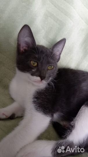 Очаровательная кошечка