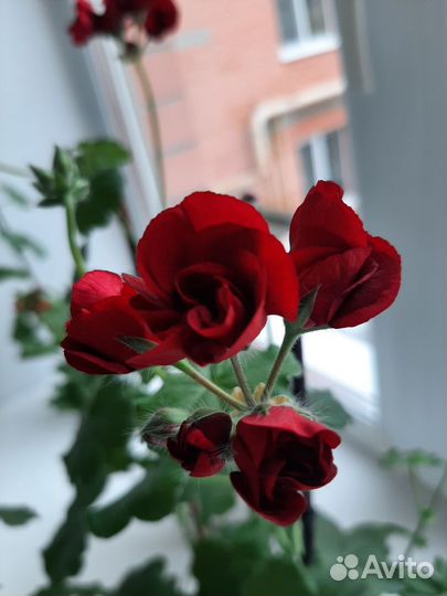 Герань пеларгония