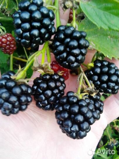 Саженцы ежевики, ежемалины, чёрной малины