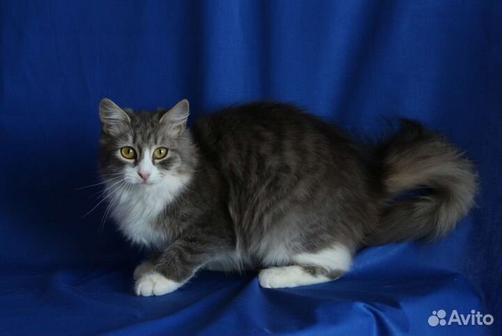 Кошечка Лиса пристраивается в добрые руки