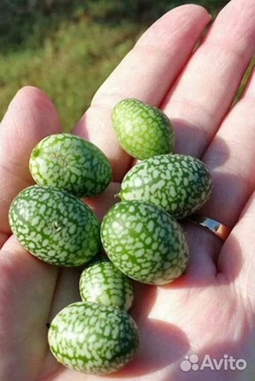 Африканские мини Огурчики семена