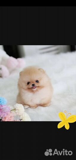 Шпиц мини мишка