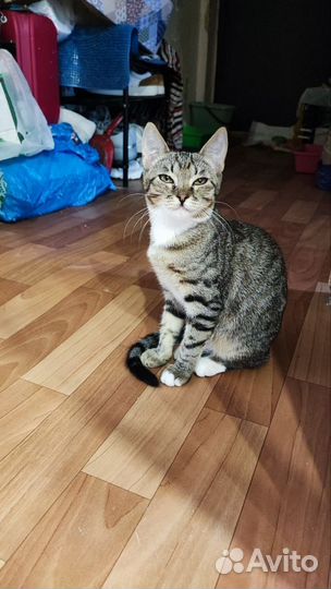 Котенок в добрые руки