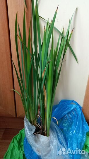 Садовые цветы и растения