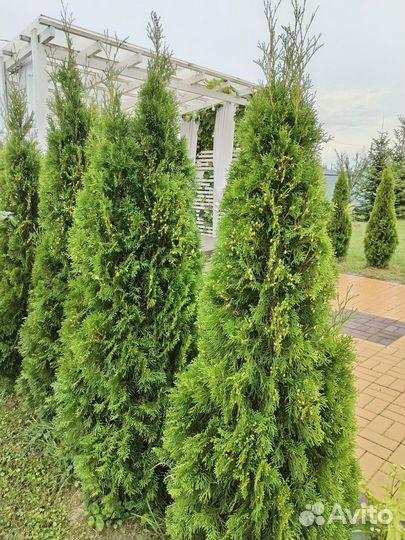 Хвойные. Можжевельники, туя, лимонник