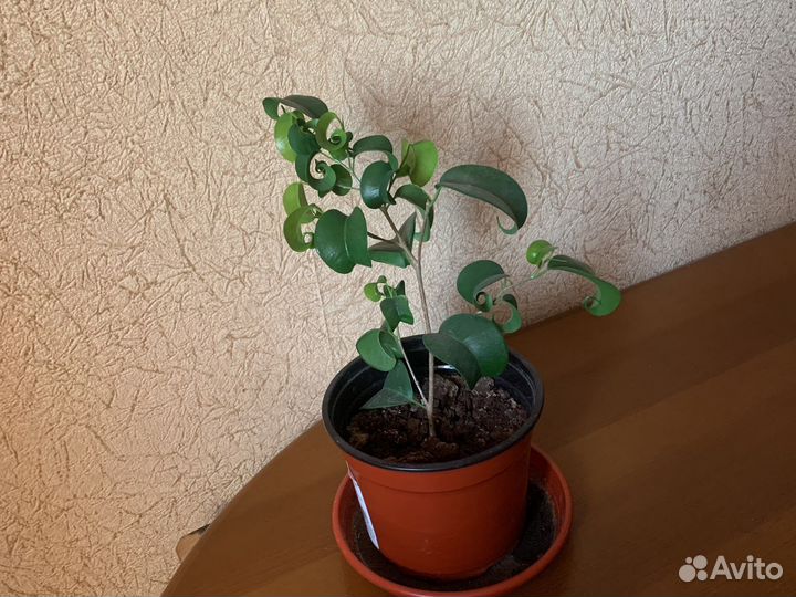 Фикус барокко