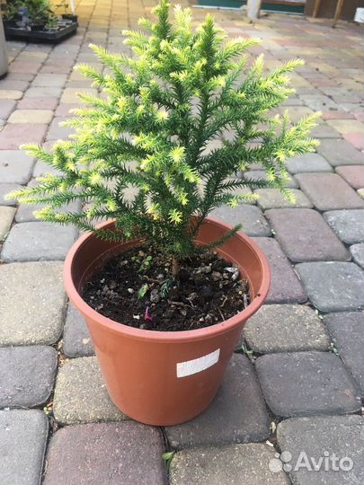 Криптомерия японская Вилморин Голд