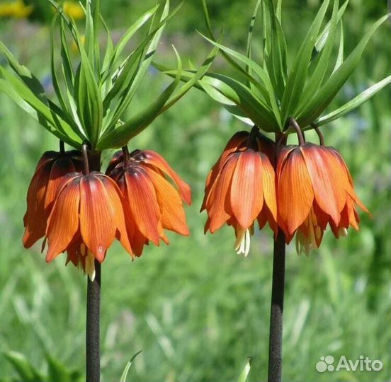 Рябчик императорский