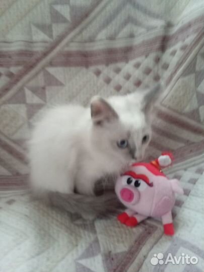 Пушистый белый голубоглазый котенок