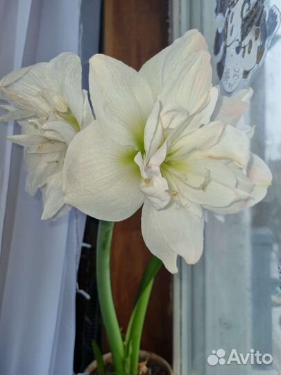 Гиппиаструм