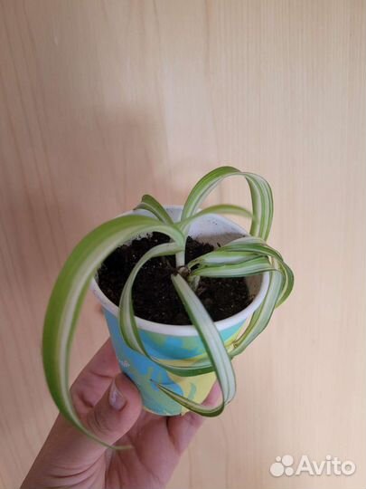 Хлорофитум бонни