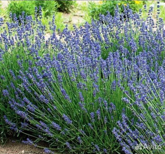 Лаванда саженцы