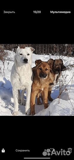 Собака в добрые руки