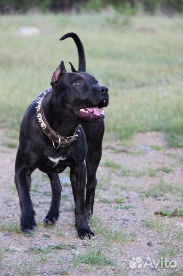 Питбуль вязка