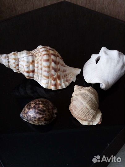 Ракушки океанические Доминикана