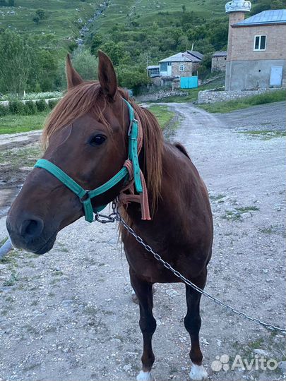 Продам лошадь