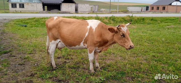 Телята бычки коровы