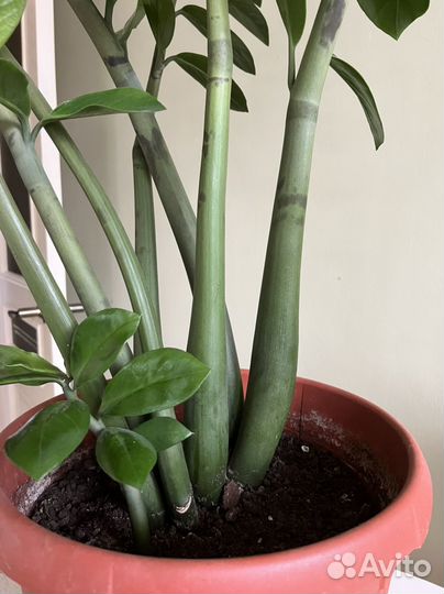 Замиокулькас