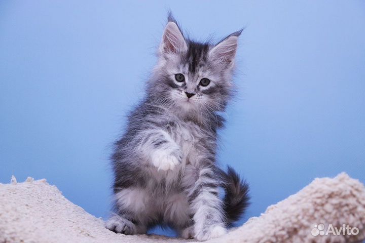 Кошечка мейн кун.Питомник