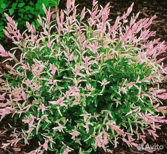 Ива хакуро нишики