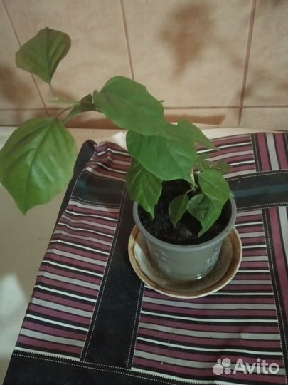 Камбрия;Дендробиум нобиле;Бугенвеллия-3 сорта