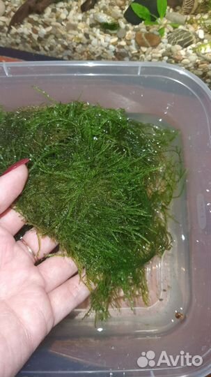 Микс Яванский мох + Пламя