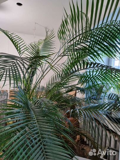 Пальма-огромная в горшке с самополивом